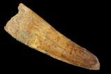 Spinosaurus Tooth - Real Dinosaur Tooth #159166-1